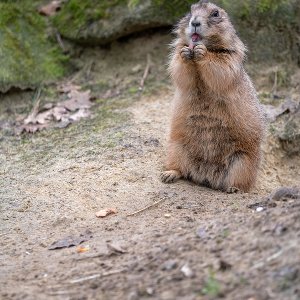 Präriehund